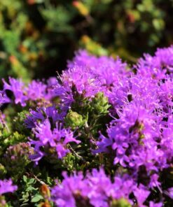 Alternative view of 40 CONEHEAD THYME Thymus Capitatus syn