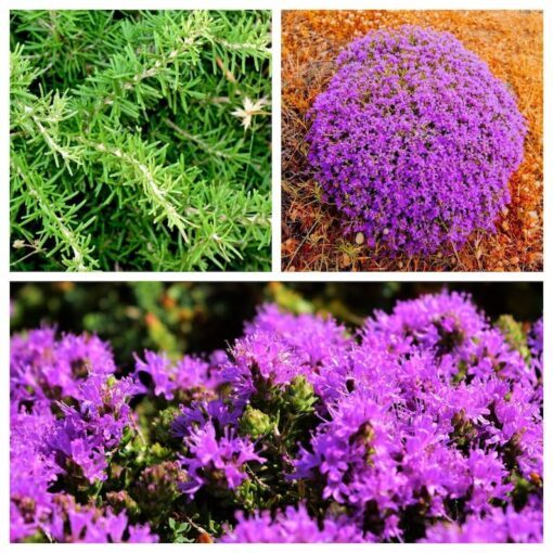 40 CONEHEAD THYME Thymus Capitatus syn