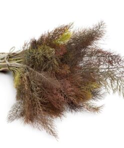 Alternative view of 100 BRONZE FENNEL Foeniculum Vulgare Purpureum Herb Bronze Foliage Yellow Flower Seeds