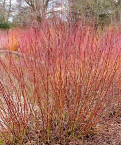 Alternative view of 20 SILKY DOGWOOD Shrub Cornus Amomum syn