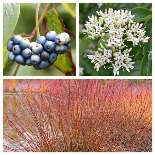 20 SILKY DOGWOOD Shrub Cornus Amomum syn