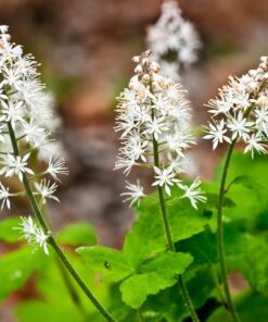Alternative view of 20 FILIGRAN FOAMFLOWER White