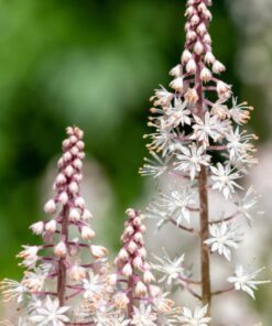 20 FILIGRAN FOAMFLOWER White