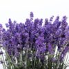 300 ITALIAN LAVENDER Lavandula Angustifolia Lavender Blue Purple Fragrant Flower Herb Seeds
