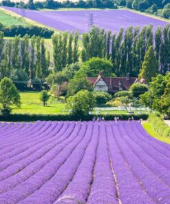 Alternative view of 20 DWARF MUNSTEAD LAVENDER Blue English Lavandula Angustifolia Munstead Purple Fragrant Flower Herb Seeds