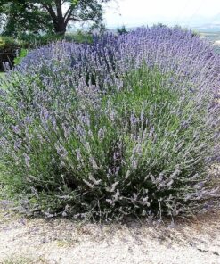 Alternative view of 150 Portuguese SPIKE LAVENDER Lavandula Latifolia syn