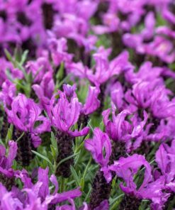 Alternative view of 100 FRENCH LAVENDER aka Butterfly Lavender