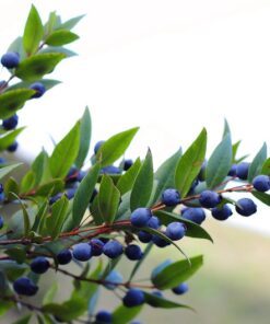 Alternative view of 20 TRUE MYRTLE Myrtus Communis aka Common & Sweet Myrtle Fragrant White Flower Edible Blue Berry Fruit Shrub Seeds