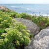 40 SEA FENNEL Rock Samphire Crithmum Maritimum Fragrant Herb Edible Vegetable Yellow Flower Seeds