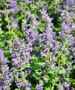Alternative view of 20 CALAMINT Lesser Calamintha Nepeta Officinalis Fragrant Herb White Lilac Flower Seeds