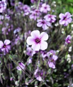 Alternative view of 10 WHITE MADEIRA GERANIUM Maderense Cranesbill Giant Herb Robert Pink Eye Flower Seeds