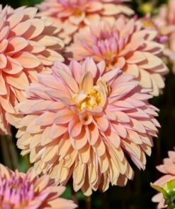 Alternative view of 50 WATERCOLOR MIX DAHLIA Variabilis Double Bloom Mixed Colors Yellow Peach Pink Lavender Cream Orange Flower Seeds