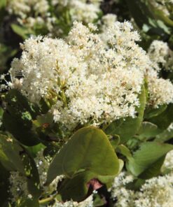 Alternative view of 20 White SNOWBRUSH Ceanothus Velutinus aka Mountain Balm or Buckbrush Evergreen Native Flower Shrub Seeds