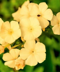 Alternative view of 100 YELLOW BEAUTY PHLOX Drummondii Nana Compacta Short Dwarf Flower Seeds