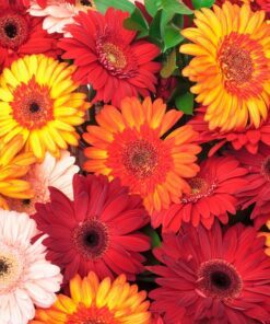 Alternative view of 20 GERBER DAISY Mix Gerbera Jamesonii aka Barberton or African Daisy Mixed Colors Pink Purple Red Orange Yellow White Flower Seeds
