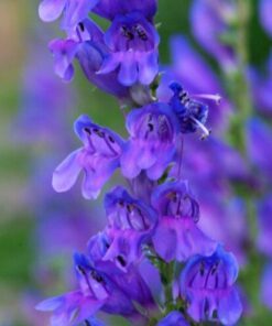 Alternative view of 250 NATIVE MIX Beardtongue PENSTEMON Grandiflorus