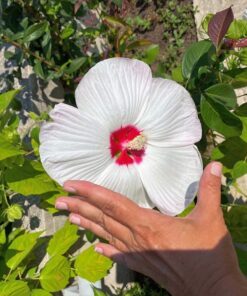 Alternative view of 25 Luna WHITE HARDY HIBISCUS Hibiscus Moscheutos Flower Seeds