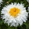30 Double CRAZY DAISY Leucanthemum x Superbum Big 3" Frizzled White Yellow Flower Seeds