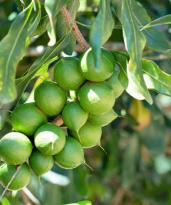 Alternative view of 5 MACADAMIA NUT Tree Macadamia Integrifolia Brown Shell Beige Nut Fruit White & Pink Flower Seeds