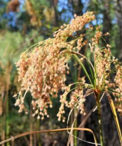 Alternative view of 1000 WOOLGRASS Scirpus Cyperinus Wool Grass Teddybear Paws Woolsedge Cottongrass Bulrush Ornamental Wetland Grass Seeds