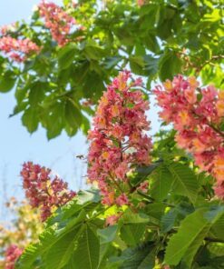 Alternative view of 20 EAST INDIAN ALMOND Tree Terminalia Myriocarpa aka Hollock Yellow Peach Pink Flower Seeds