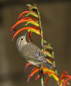 Alternative view of 5 AFRICAN FLAG Chasmanthe Floribunda Cornflag Red Orange Hummingbird Flower Seeds