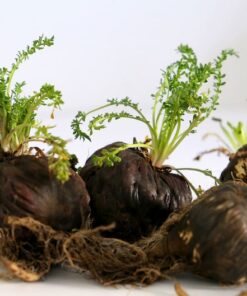 50 BLACK MACA Peruvian Ginseng Maka Lepidium Meyenii syn