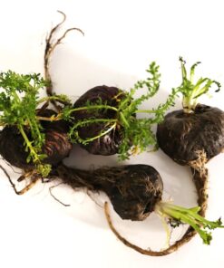 Alternative view of 50 BLACK MACA Peruvian Ginseng Maka Lepidium Meyenii syn