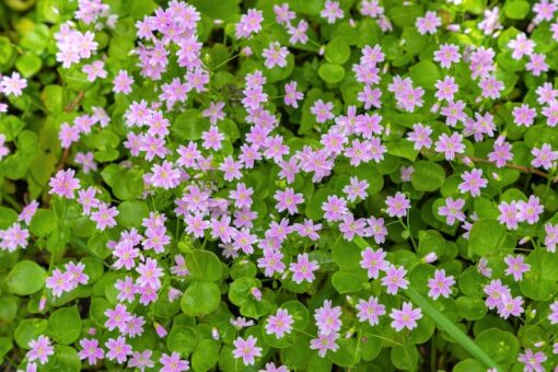 20 SIBERIAN SPRING BEAUTY Claytonia Sibirica aka Candy Flower Pink Purslane Siberian Miner's Lettuce Pink Striped Shade Flower Herb Seeds