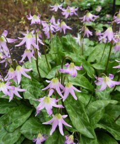 Alternative view of 10 PINK FAWN LILY aka Trout Lily