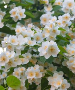 Alternative view of 40 WESTERN MOCK ORANGE Philadelphus Lewisii Native White Yellow Flower Shrub Seeds Flat S/H