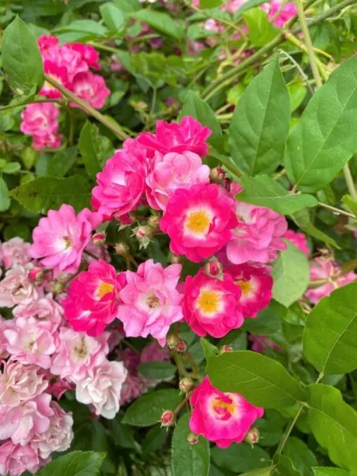 25 SWEET BRIAR ROSE Multiple Shades of Pink Eglantine Rose Rosa Eglanteria syn