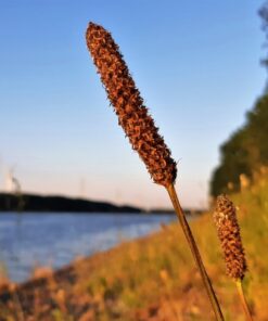 Alternative view of 1000 CREEPING MEADOW FOXTAIL 'Garrison' Alopecurus Arundinaceus Cool Season Moist Grass Hay Brown Yellow Flower Seeds
