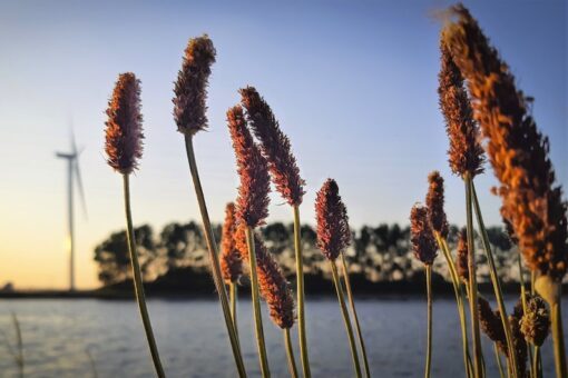 1000 CREEPING MEADOW FOXTAIL 'Garrison' Alopecurus Arundinaceus Cool Season Moist Grass Hay Brown Yellow Flower Seeds