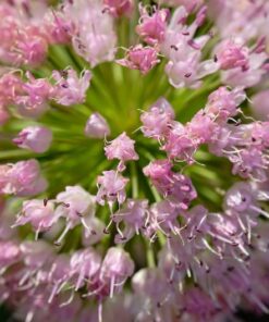 Alternative view of 10 MOUSE GARLIC Allium Angulosum Wild Garlic Pink Flower Herb Seeds