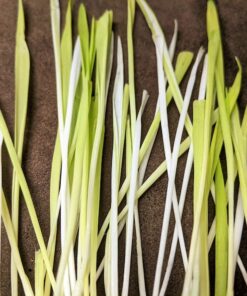 50 VARIEGATED CAT GRASS White & Green Pet Grass Catgrass Triticum Aestivum Seeds