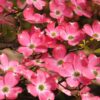 5 PINK FLOWERING DOGWOOD Tree Cornus Florida Rubra Native Ornamental Tree Seeds