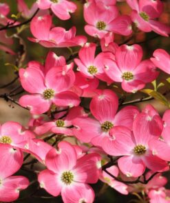 5 PINK FLOWERING DOGWOOD Tree Cornus Florida Rubra Native Ornamental Tree Seeds