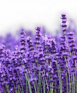 Alternative view of 300 ITALIAN LAVENDER Lavandula Angustifolia Lavender Blue Purple Fragrant Flower Herb Seeds
