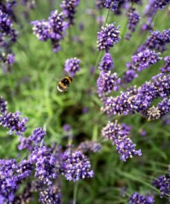 Alternative view of 200 MUNSTEAD LAVENDER Blue English Lavandula Angustifolia Munstead Fragrant Purple Flower Herb Seeds