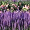 200 MUNSTEAD LAVENDER Blue English Lavandula Angustifolia Munstead Fragrant Purple Flower Herb Seeds