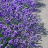 20 DWARF MUNSTEAD LAVENDER Blue English Lavandula Angustifolia Munstead Purple Fragrant Flower Herb Seeds