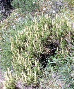 Alternative view of 20 YELLOW LAVENDER Lavandula Viridis aka Canary Island