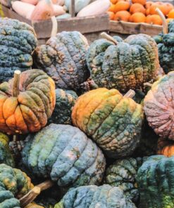 Alternative view of 20 BLACK FUTSU SQUASH Multicolored Wrinkly Skin Gold Flesh Japanese Heirloom Pumpkin Ornamental Edible Cucurbita Moschata Vegetable Seeds