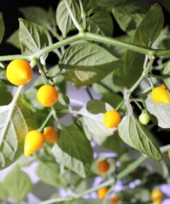 Alternative view of 25 YELLOW BIQUINHO PEPPER Brazilian Chupetinho Capsicum Chinense Small Citrusy Sweet Semi Hot Chile Sweety Drop Vegetable Seeds