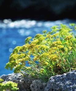 Alternative view of 40 SEA FENNEL Rock Samphire Crithmum Maritimum Fragrant Herb Edible Vegetable Yellow Flower Seeds