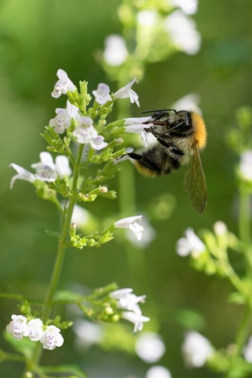20 CALAMINT Lesser Calamintha Nepeta Officinalis Fragrant Herb White Lilac Flower Seeds
