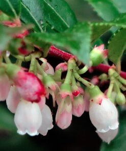 Alternative view of 50 California EVERGREEN HUCKLEBERRY Vaccinium Ovatum Fruit aka Box Blueberry Native Pink & White Flower Blue Black Berry Shrub Seeds