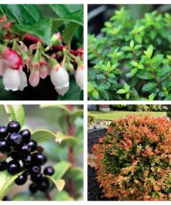 50 California EVERGREEN HUCKLEBERRY Vaccinium Ovatum Fruit aka Box Blueberry Native Pink & White Flower Blue Black Berry Shrub Seeds