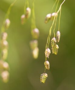 250 RATTLESNAKE MANNAGRASS Canadian Quaking Grass Glyceria Canadensis Briza Poa Native Wetland Ornamental Manna Grass Seeds